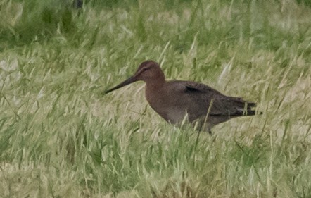 Bar-tailed/Black-tailed Godwit - ML641194202