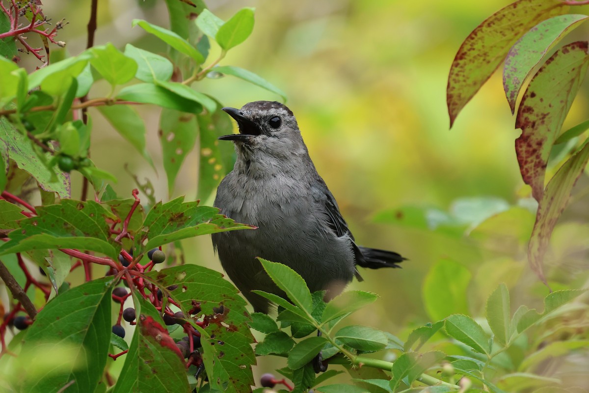 Gray Catbird - ML641194243