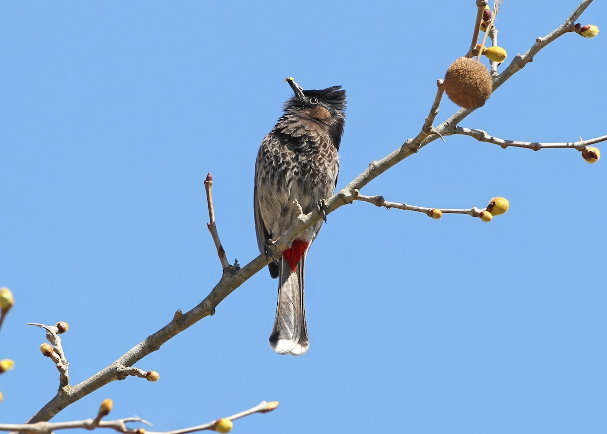 Red-vented Bulbul - ML641194247
