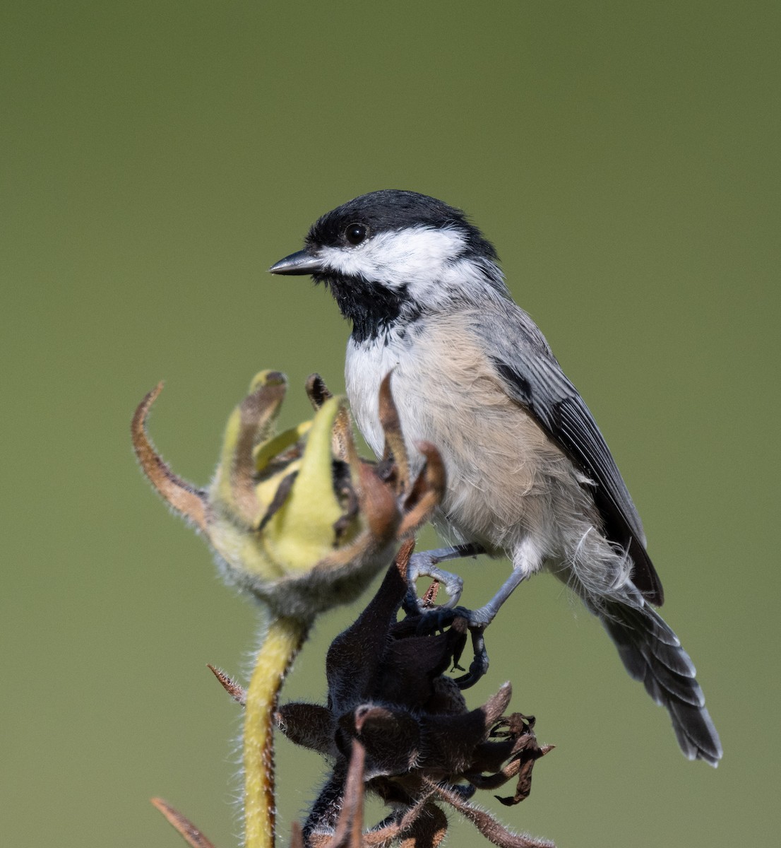 Carolina Chickadee - ML641194259