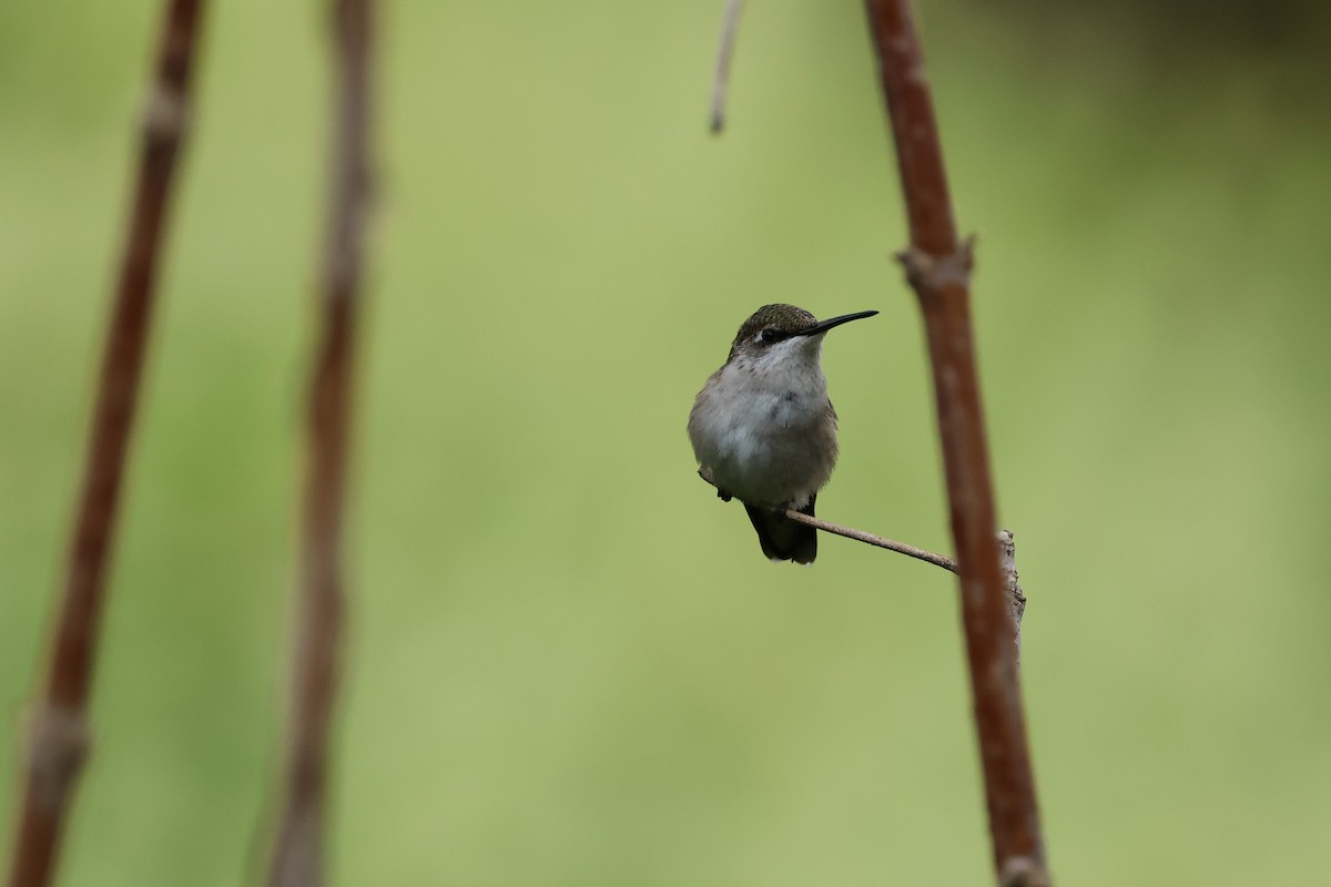 Ruby-throated Hummingbird - ML641194313