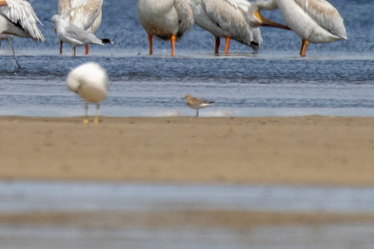 Buff-breasted Sandpiper - ML641194328