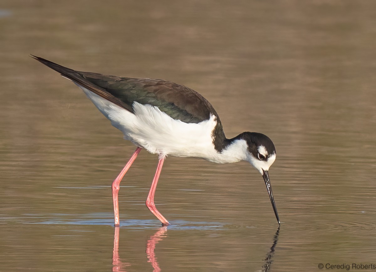 Black-necked Stilt - ML641194360