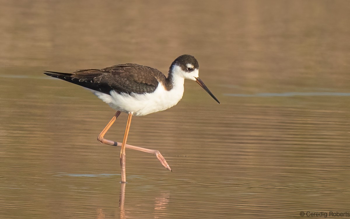 Black-necked Stilt - ML641194361