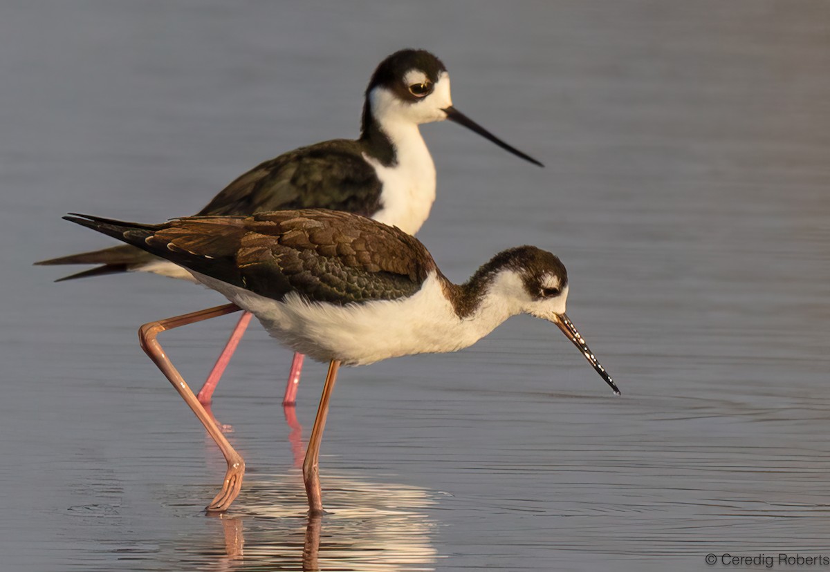 Black-necked Stilt - ML641194364