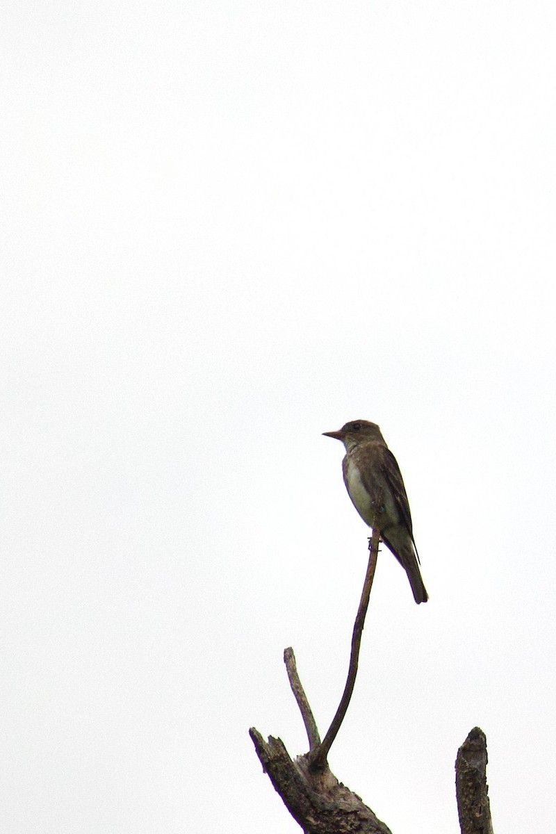 Olive-sided Flycatcher - ML641194392