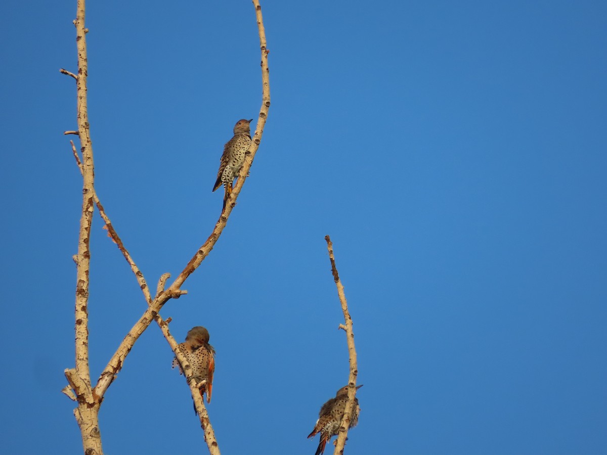 Northern Flicker - ML641194399