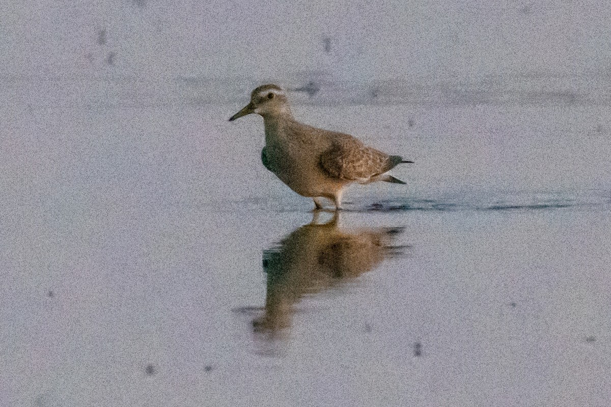 Red Knot - ML641194403