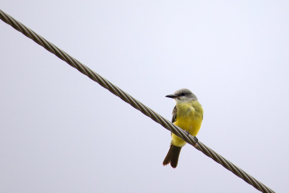Tropical Kingbird - ML641194411