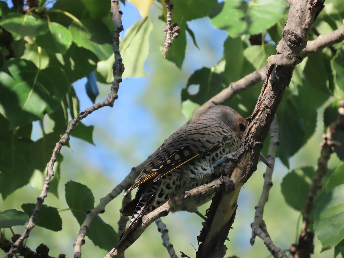 Northern Flicker (Yellow-shafted) - ML641194438