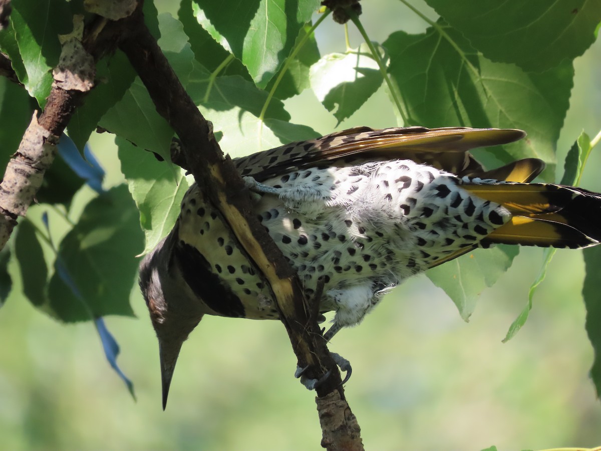 Northern Flicker (Yellow-shafted) - ML641194441
