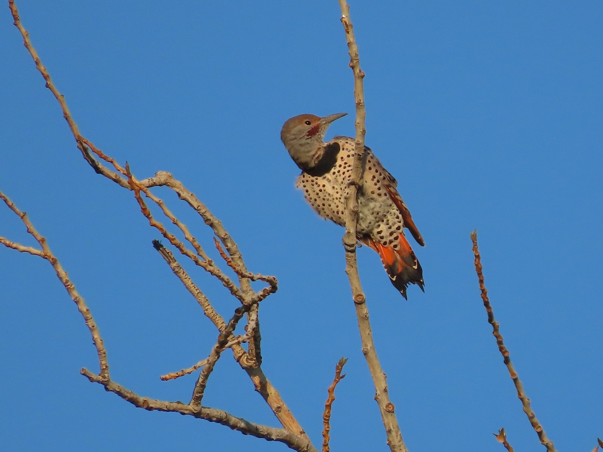 Northern Flicker (Red-shafted) - ML641194480
