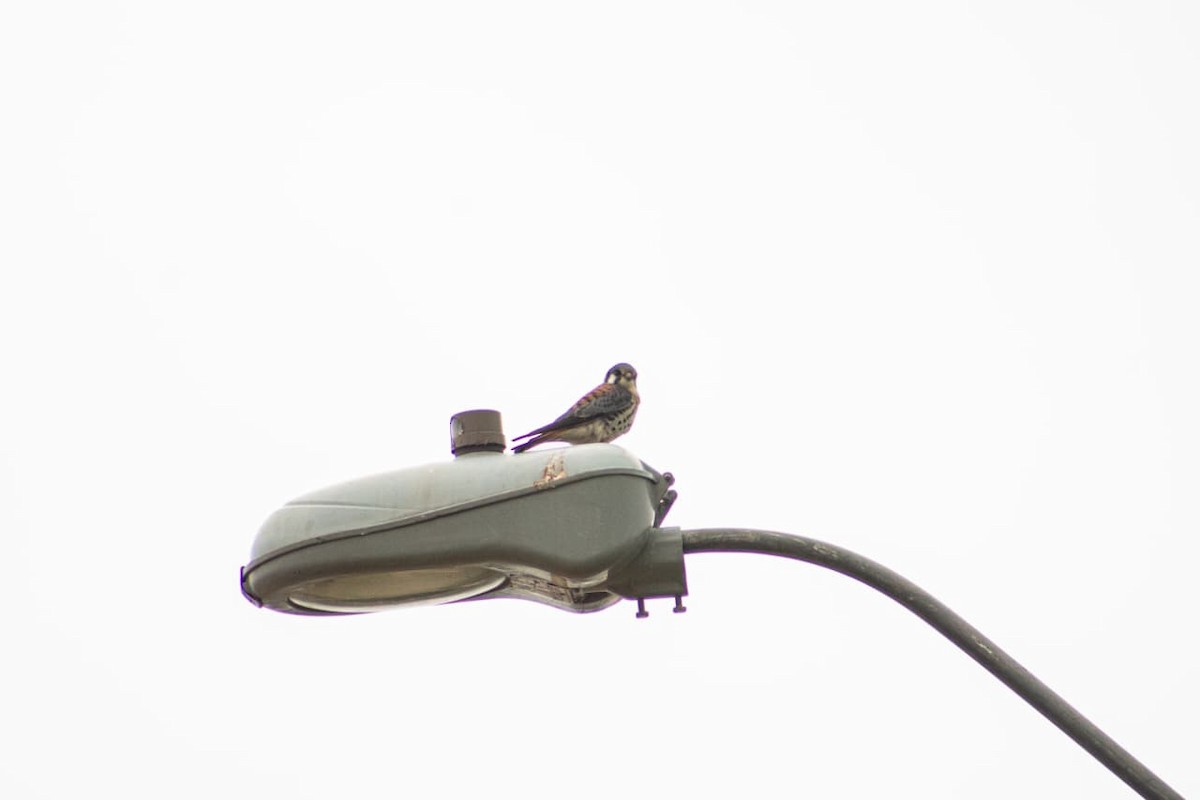 American Kestrel - ML641194504