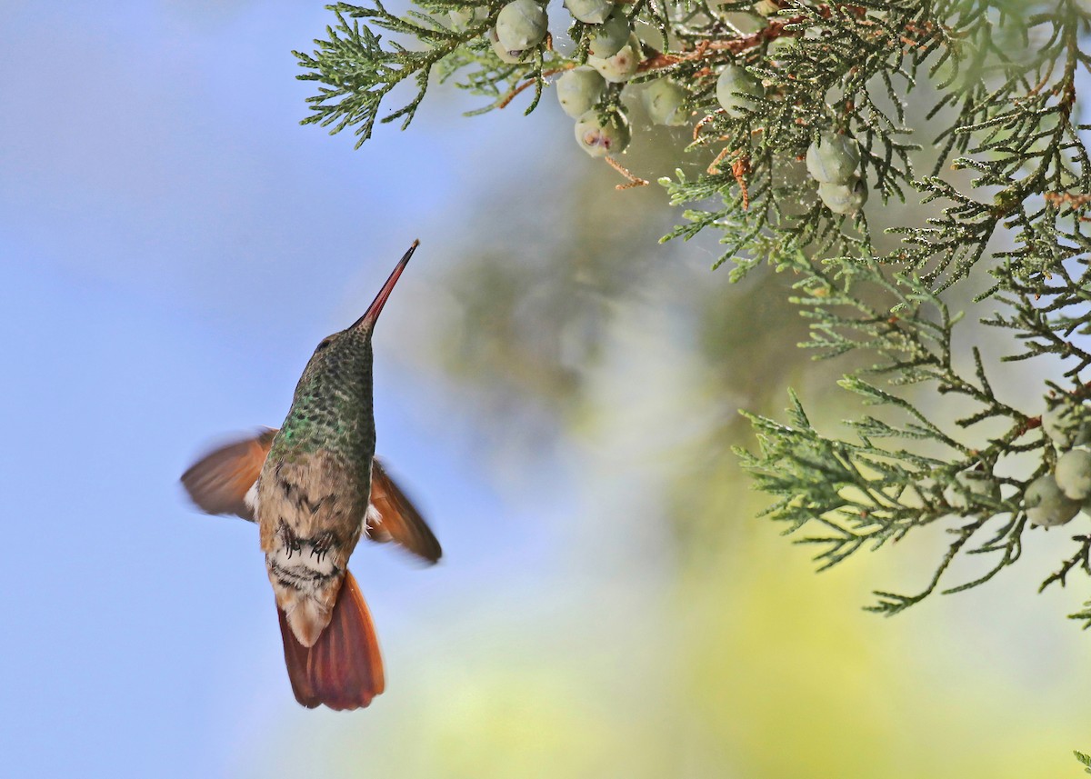 Berylline Hummingbird - ML641194511