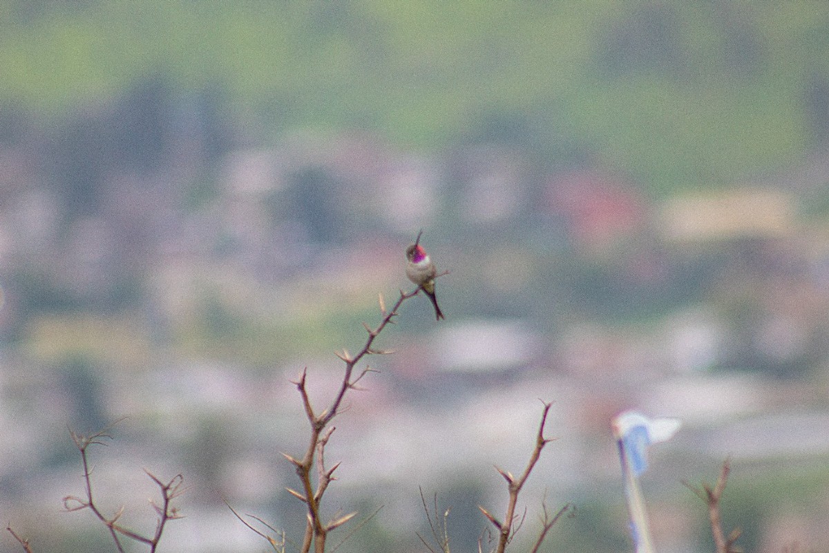 Oasis Hummingbird - ML641194541