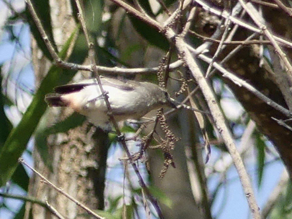 Mistletoebird - ML641194560