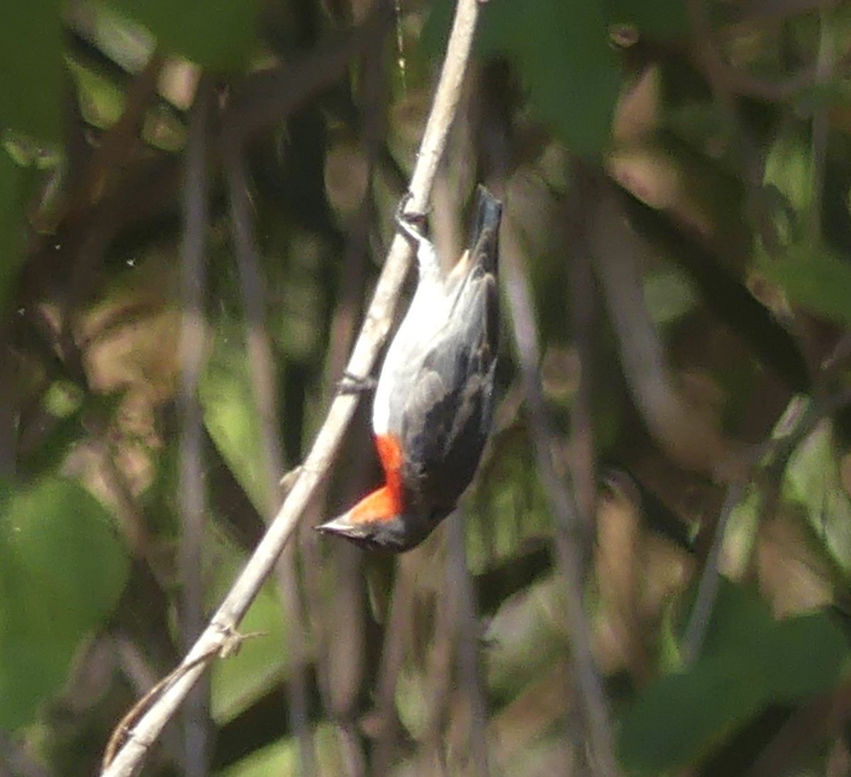 Mistletoebird - ML641194561