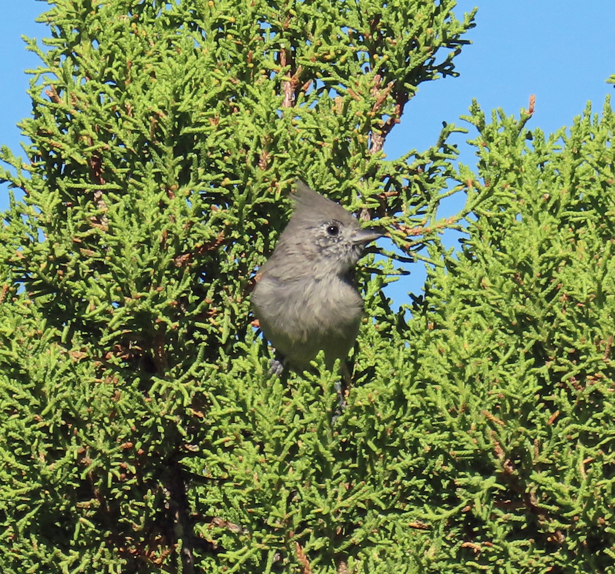 Mésange des genévriers - ML641194562