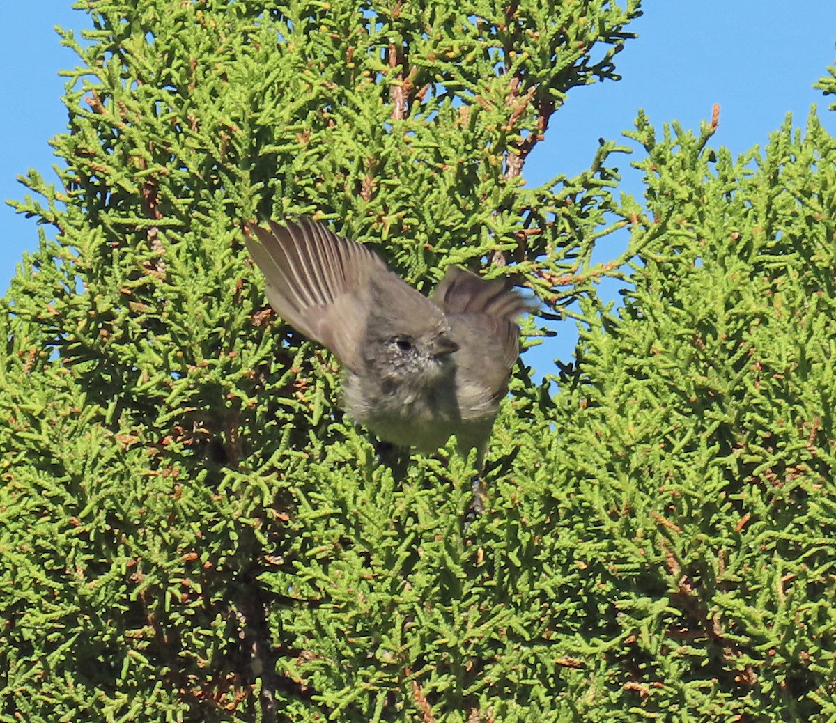 Mésange des genévriers - ML641194563