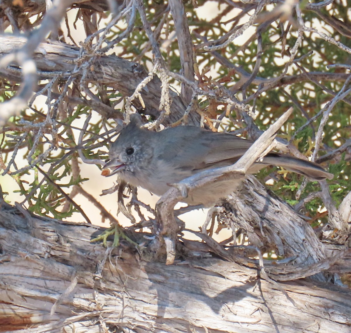 Mésange des genévriers - ML641194565