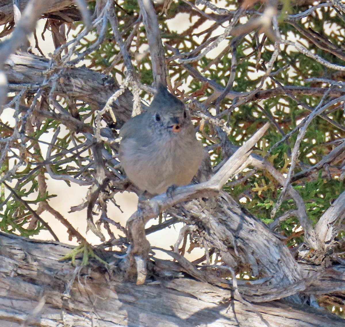 Mésange des genévriers - ML641194566