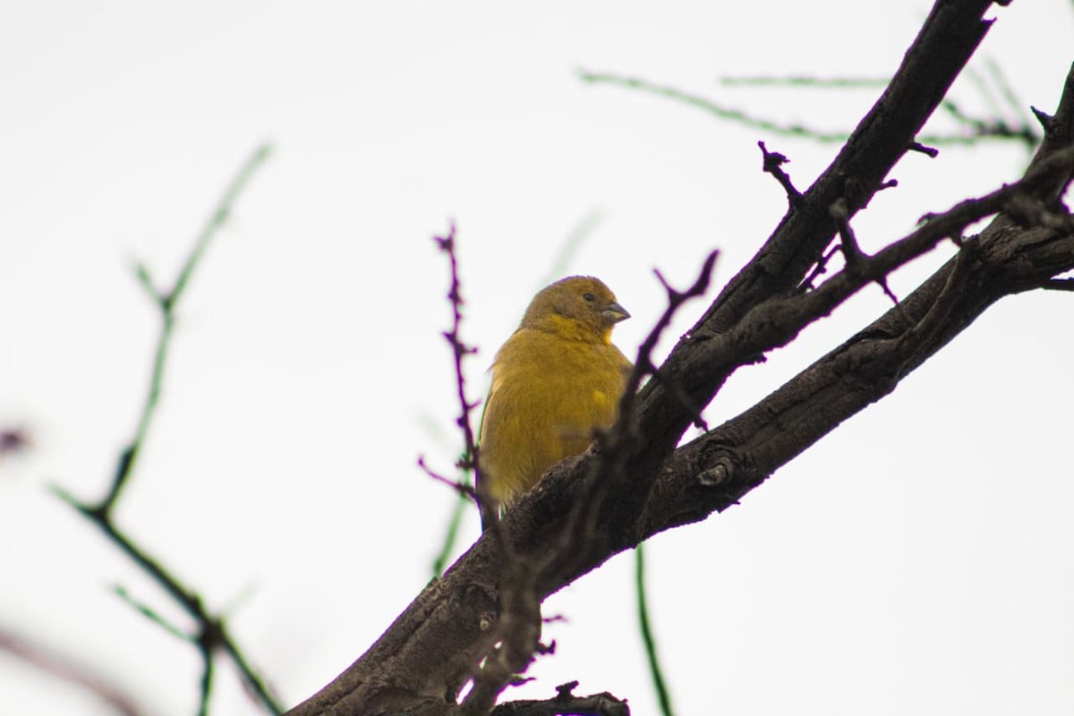 Grassland Yellow-Finch - ML641194580