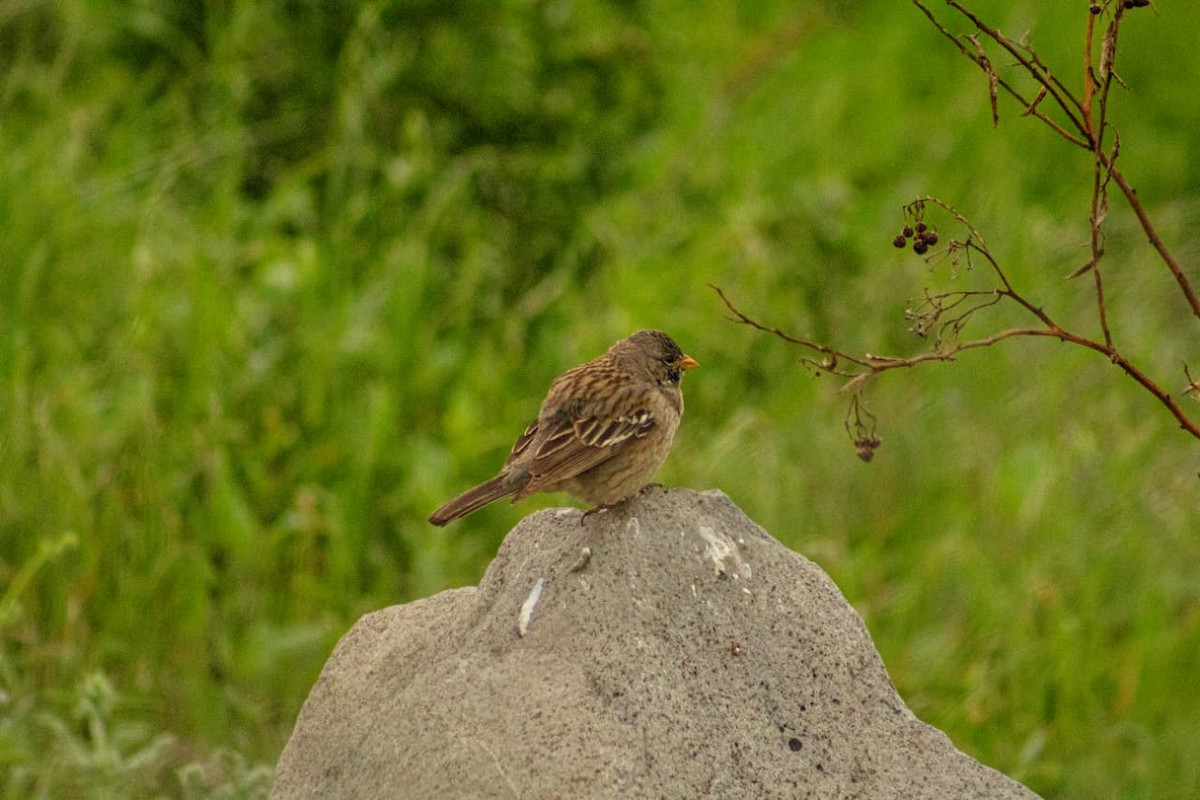 Mourning Sierra Finch - ML641194589