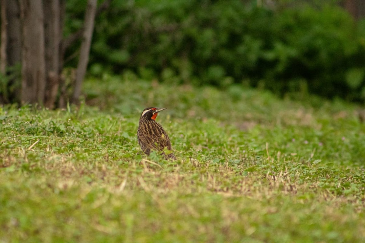 Long-tailed Meadowlark - ML641194619