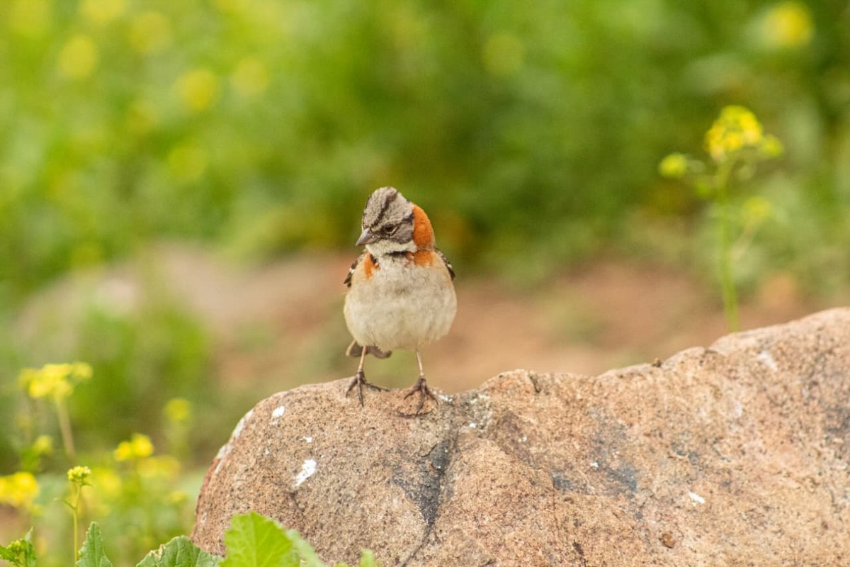 Rufous-collared Sparrow - ML641194634