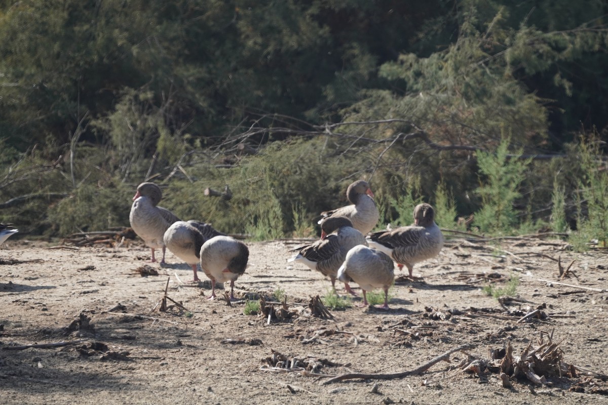 Graylag Goose (Domestic type) - ML641194670