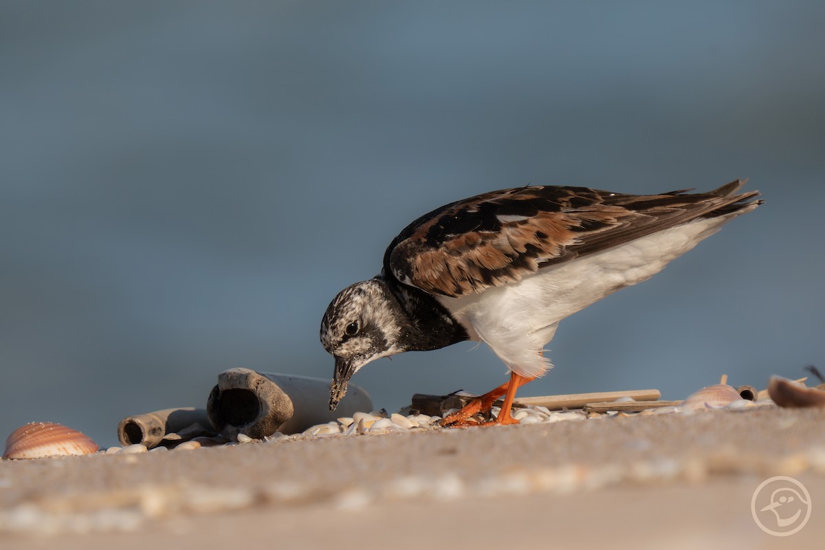 Ruddy Turnstone - ML641194731
