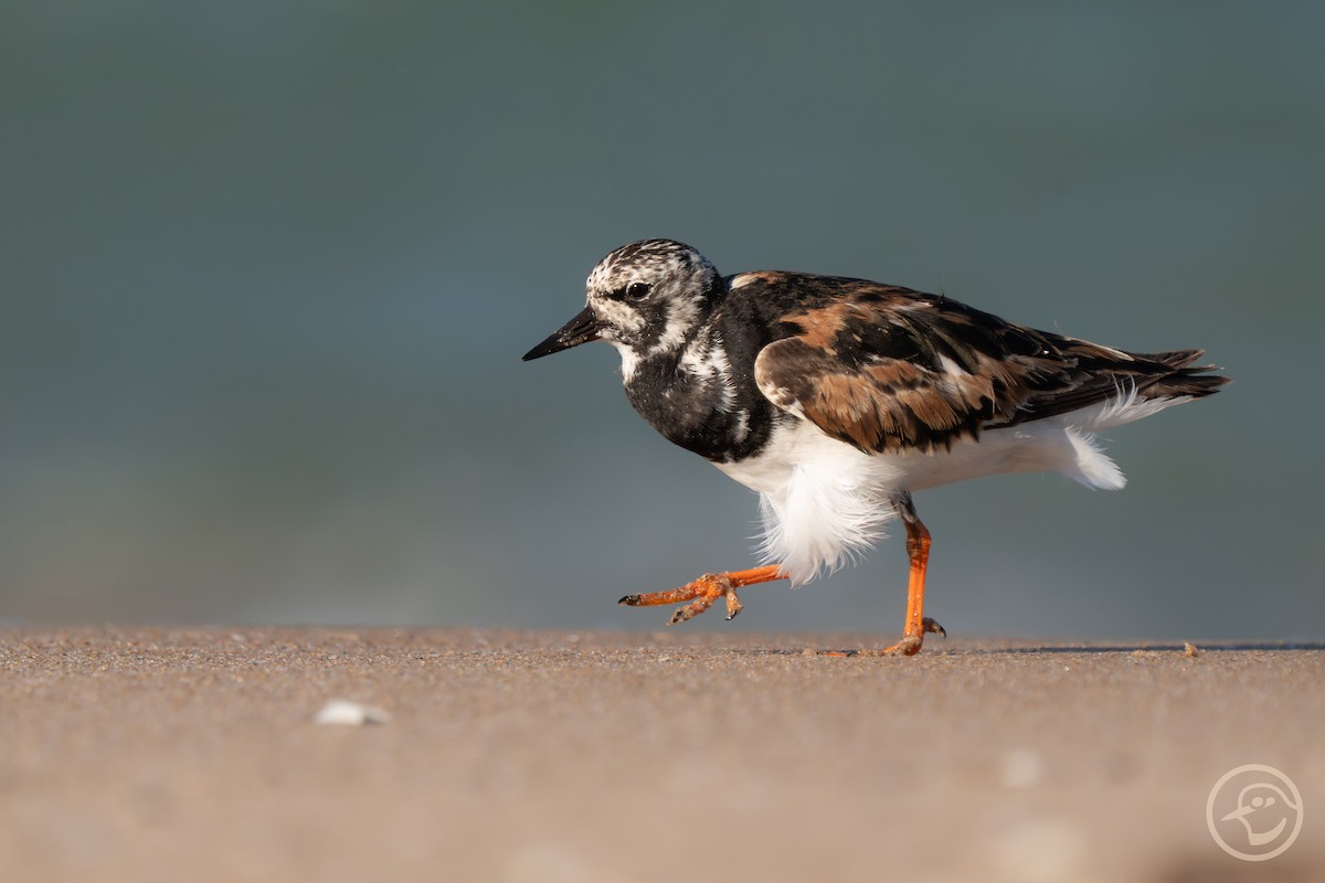 Ruddy Turnstone - ML641194732