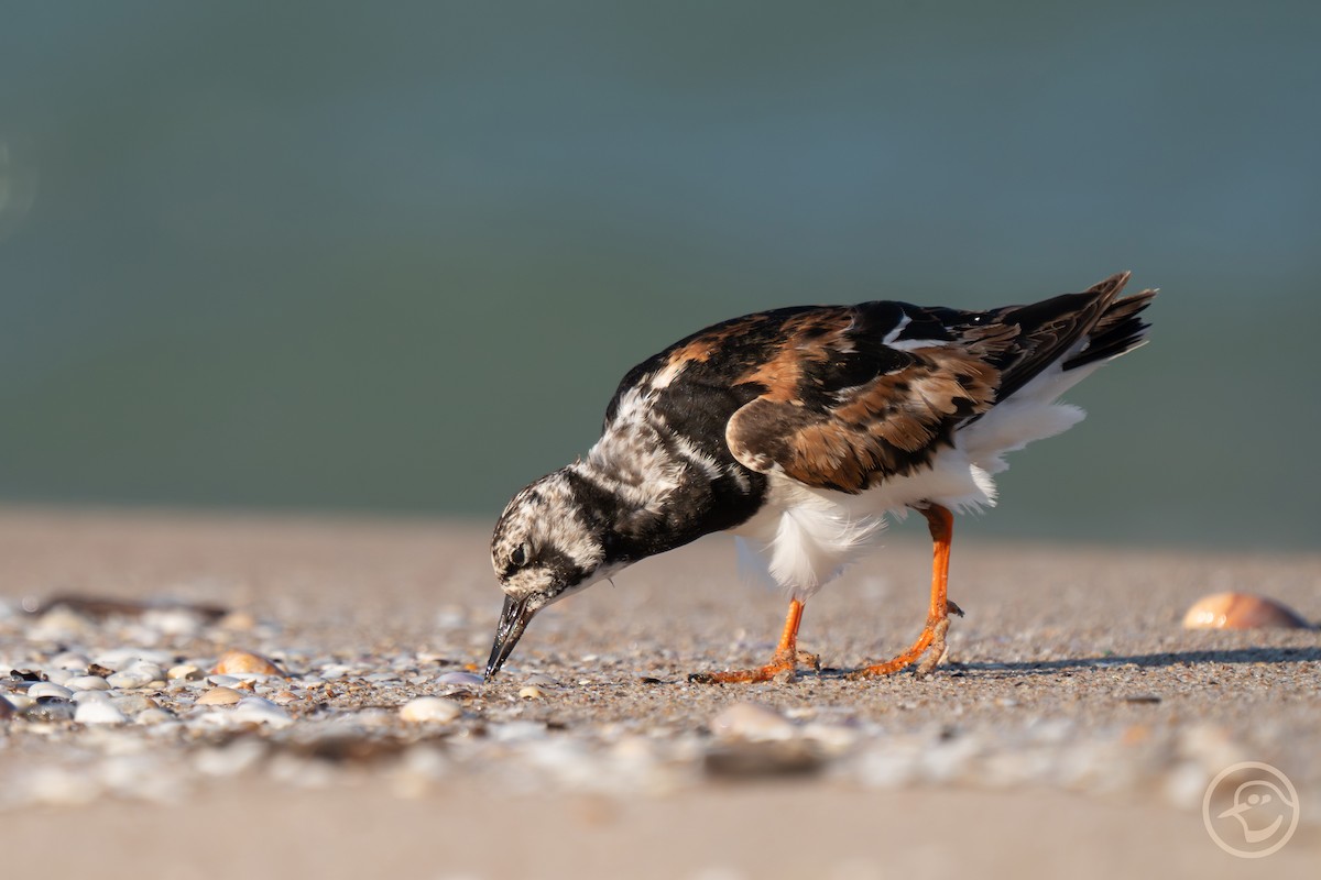 Ruddy Turnstone - ML641194733