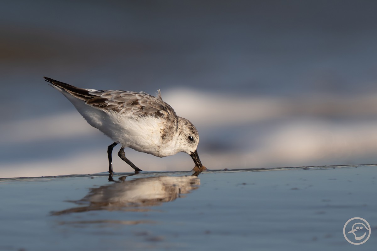 Sanderling - ML641194738