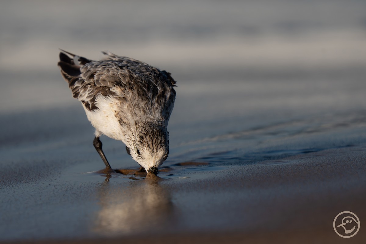 Sanderling - ML641194739