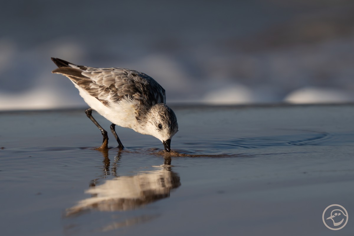 Sanderling - ML641194740