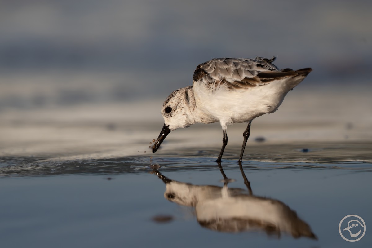 Sanderling - ML641194741