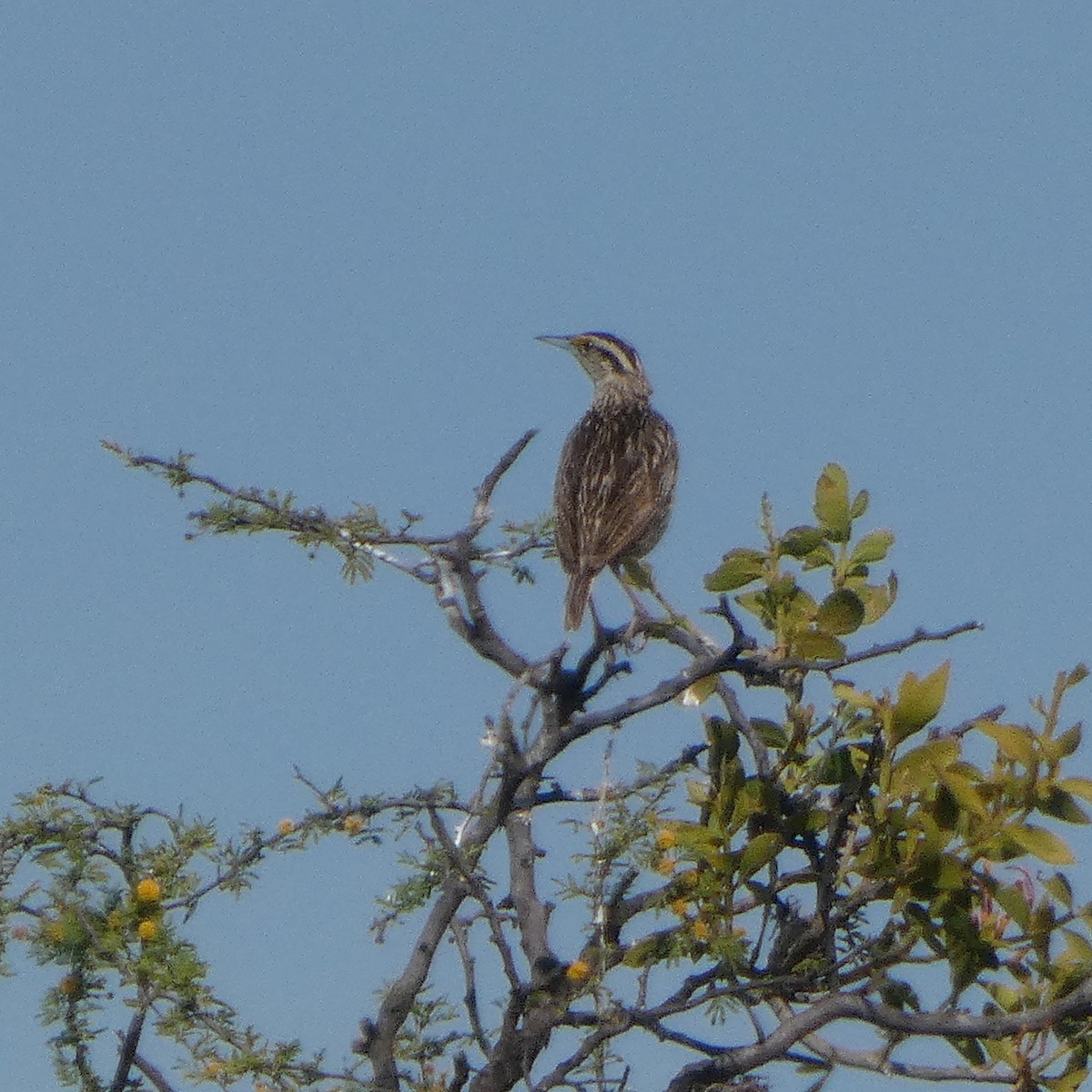 Chihuahuan Meadowlark - ML641194748