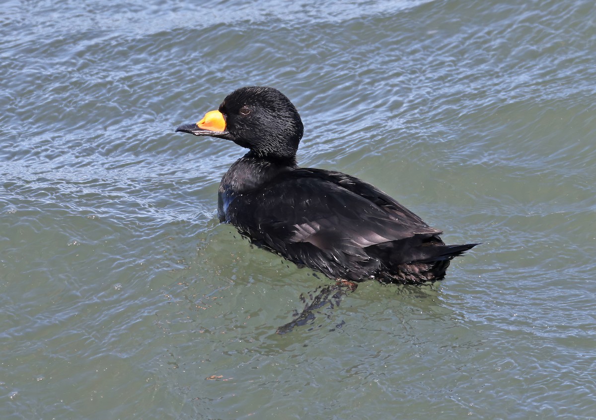 Black Scoter - ML641194775