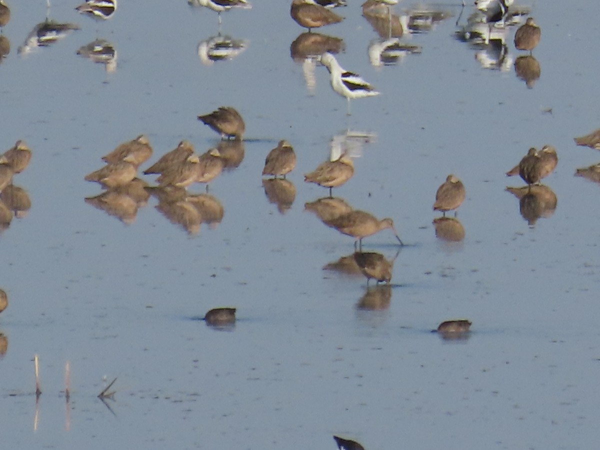 Marbled Godwit - ML641194814