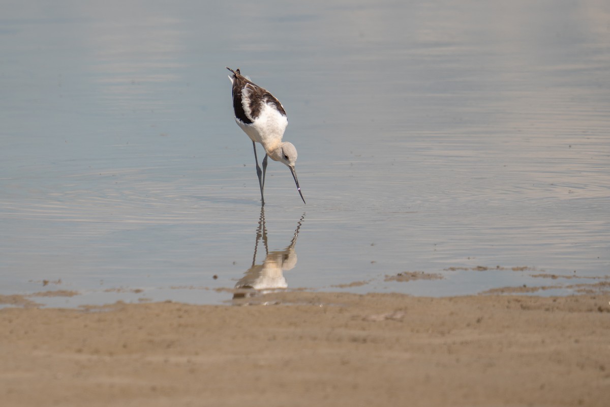 American Avocet - ML641194842