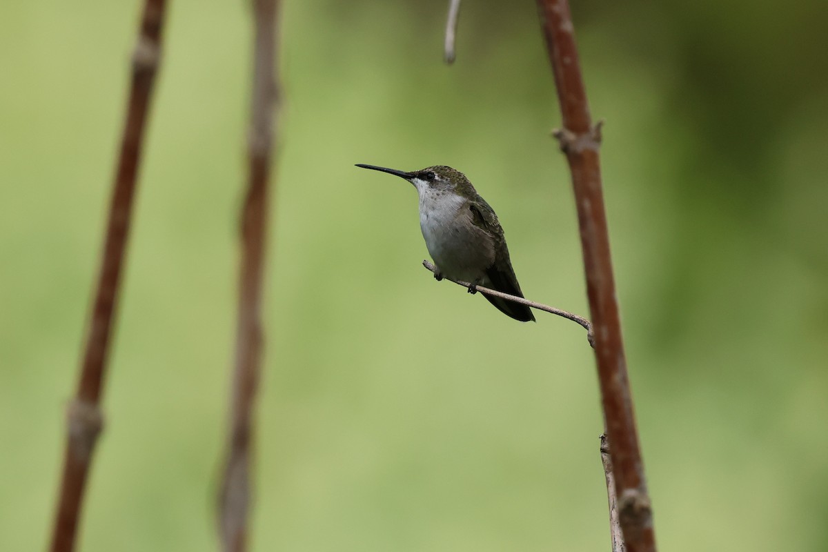 Ruby-throated Hummingbird - ML641194908