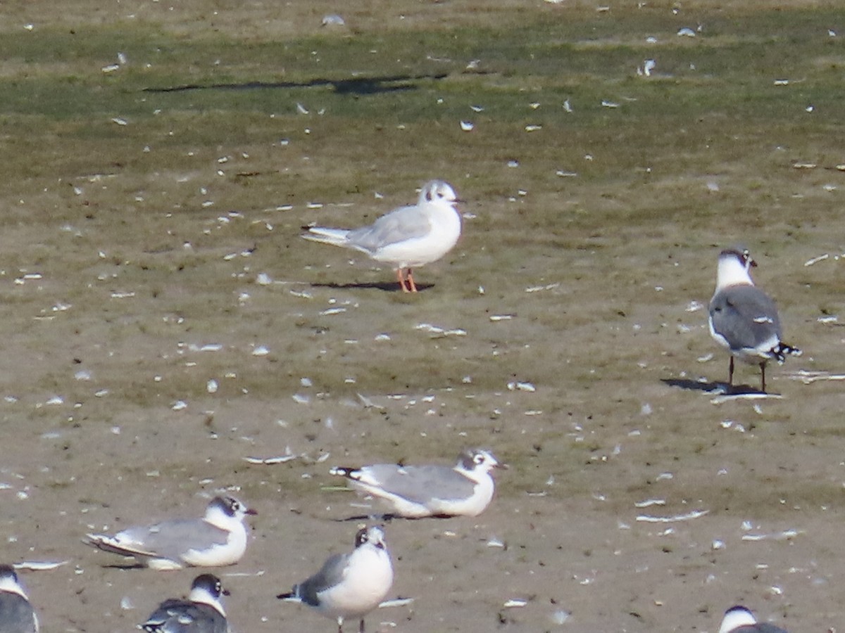 Bonaparte's Gull - ML641194914