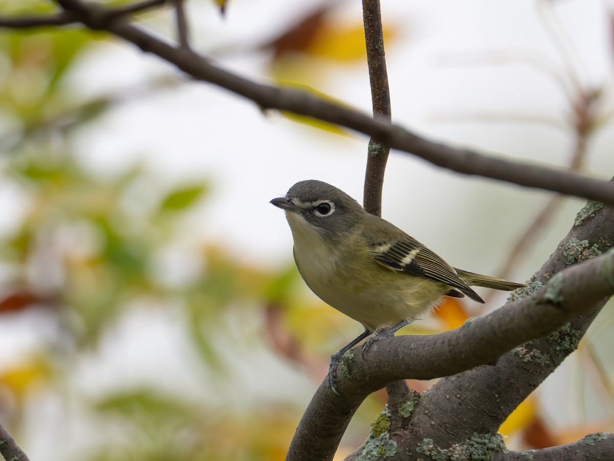 Blue-headed Vireo - ML641194987