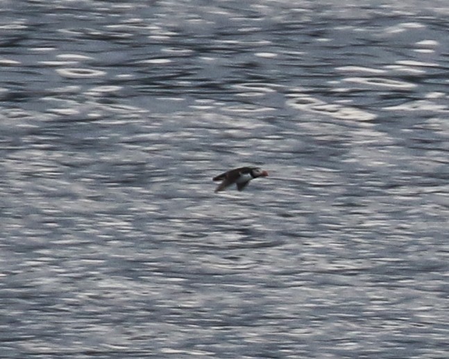 Atlantic Puffin - ML641195061