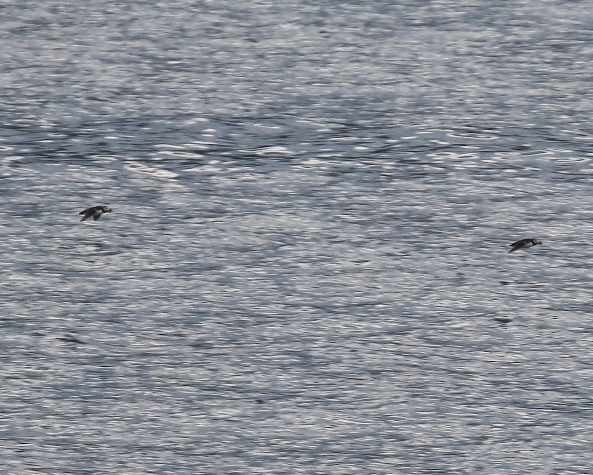 Atlantic Puffin - ML641195062