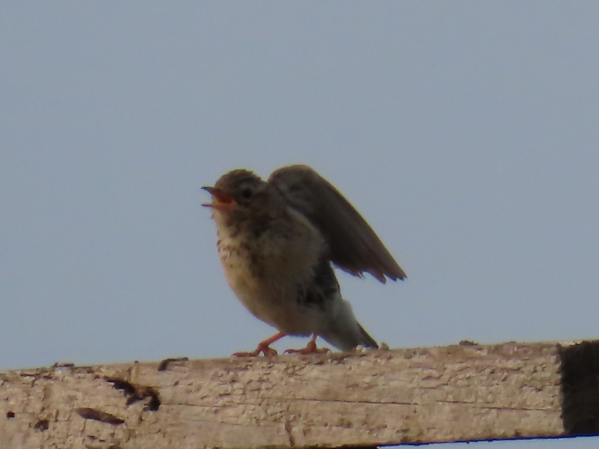 Blyth's Pipit - ML641195070