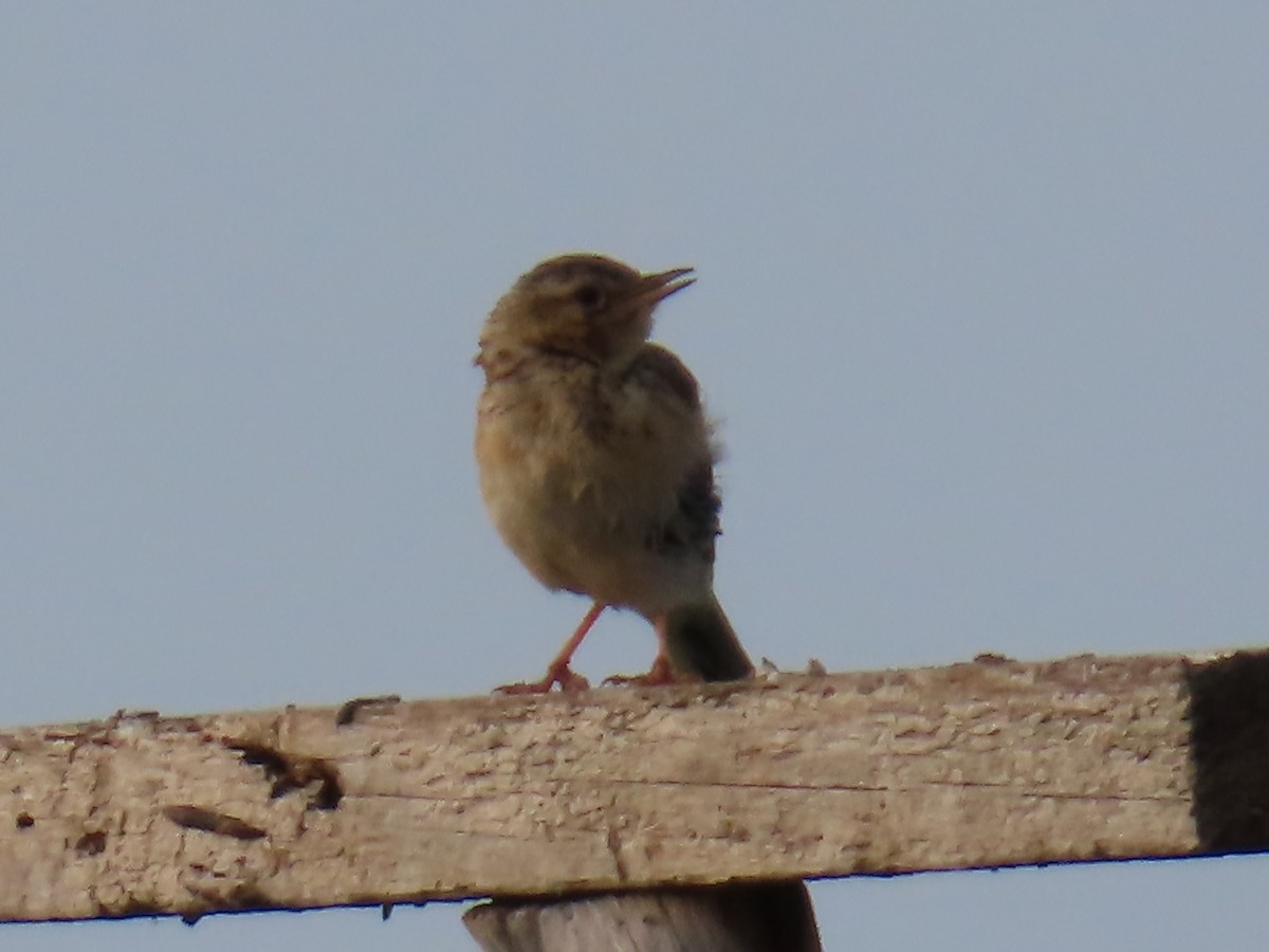 Blyth's Pipit - ML641195071