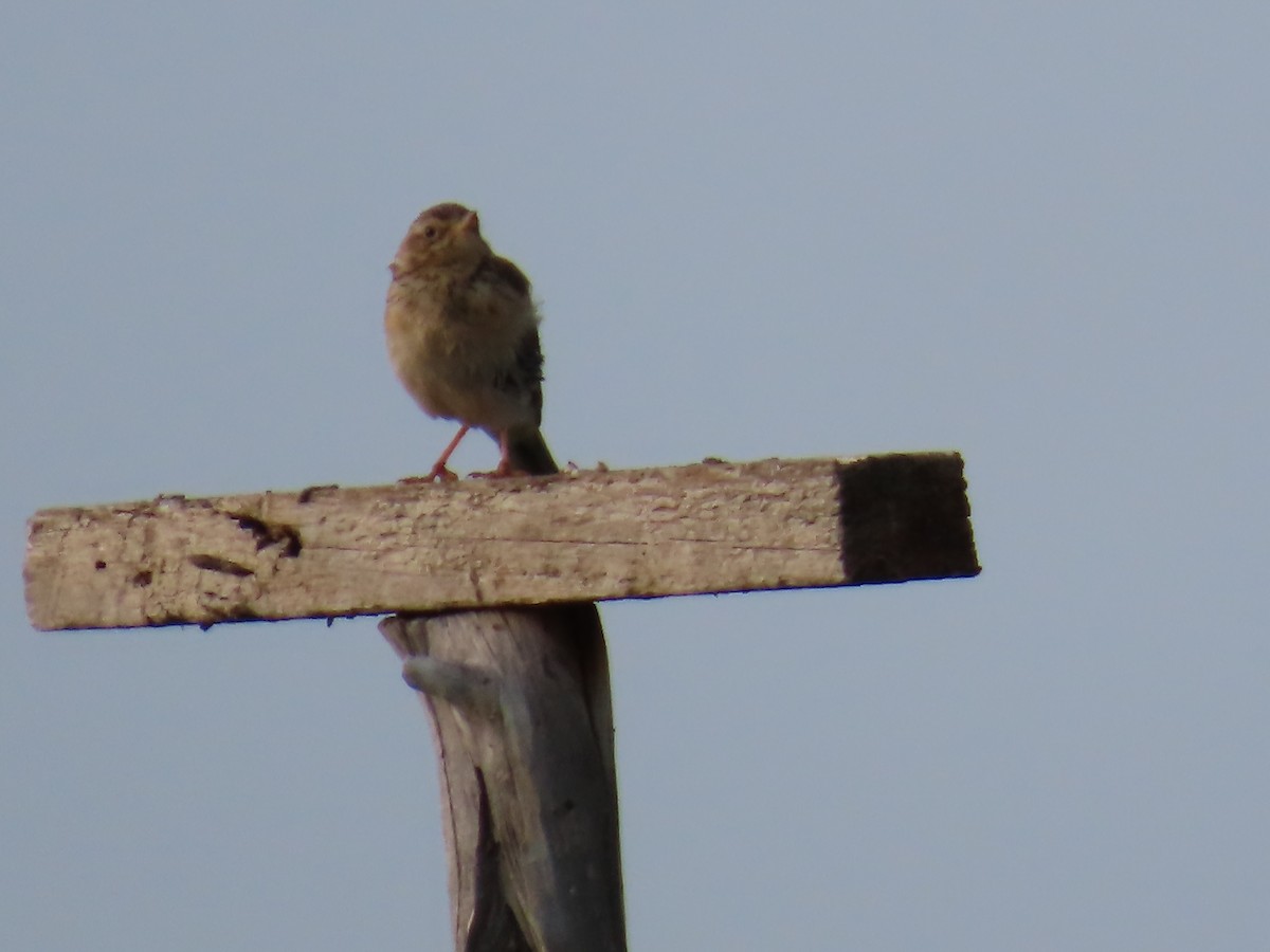 Blyth's Pipit - ML641195072