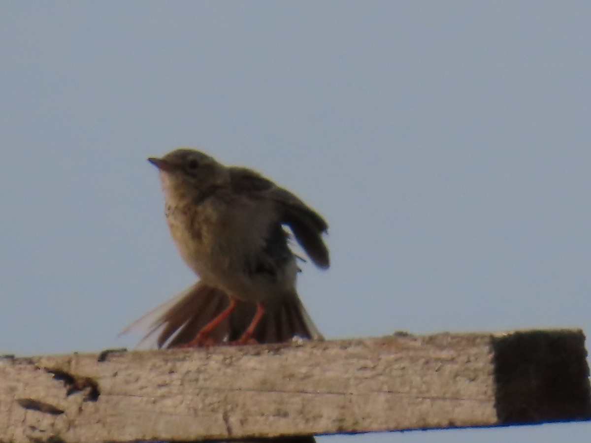 Blyth's Pipit - ML641195073